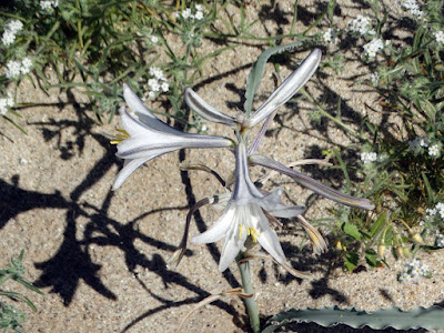Anza Borrego Desert Bloom