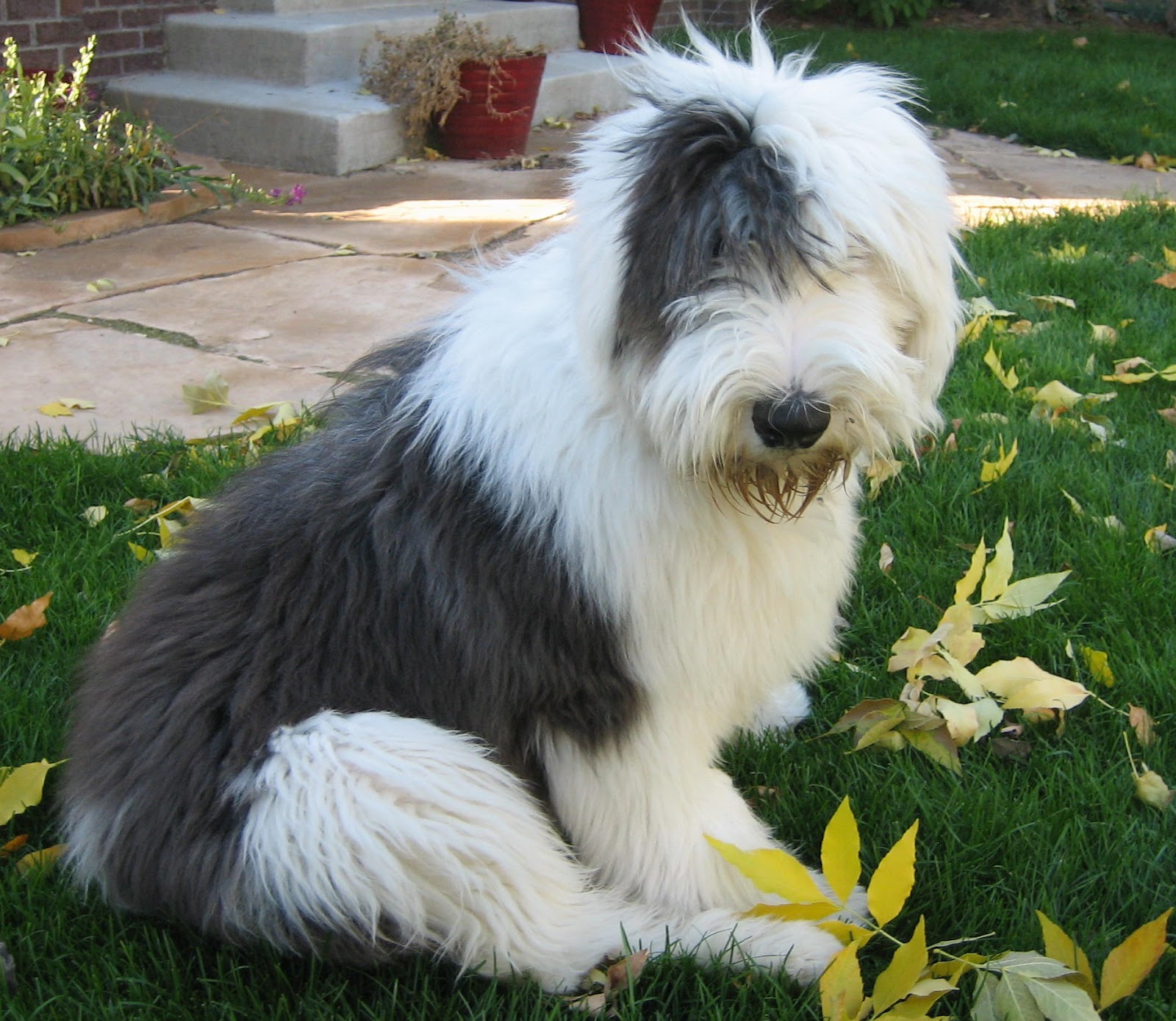 Such Good Dogs: Breed of the Month--Old English Sheepdog