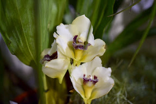 , Mostre primaverili: Horti di Veio e Monteporzio catone 2017, diarid'orchidee