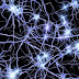 ¿Las neuronas se regeneran?