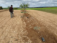 Planting Olive trees