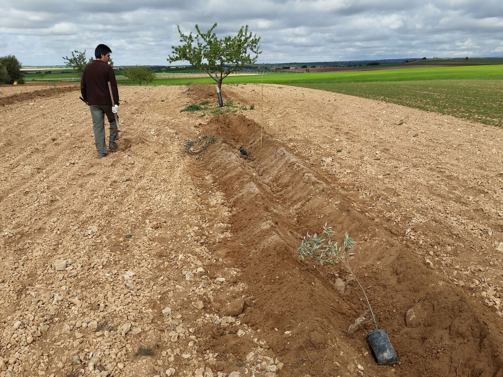 Planting olive trees. Traditional method