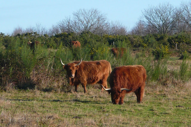 Chevaux mulassiers et vaches highland  dans les landes de Cojoux