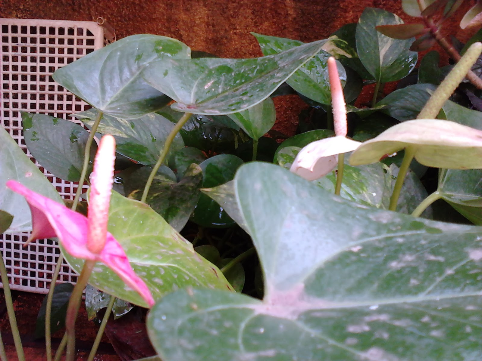 Garden Care Simplified: Exotic Flowers Anthurium Plants Care and Simple