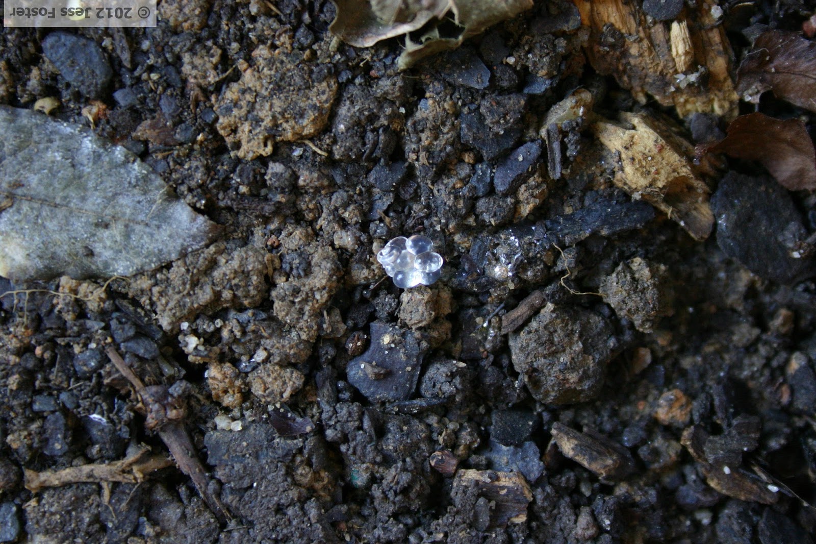 Sluggin' Along Slug Eggs Clutches 4 & 5