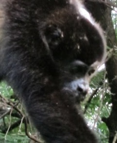 Howler monkey at Apoyo Spanish School Apoyo Spanish School