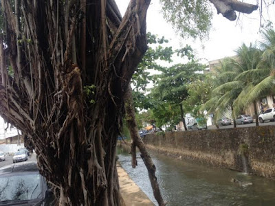 Árvores mortas precisam ser removidas na Rua do Canal e novas mudas devem ser plantadas imediatamente Árvores mortas precisam ser removidas na Rua do Canal e novas mudas devem ser plantadas imediatamente