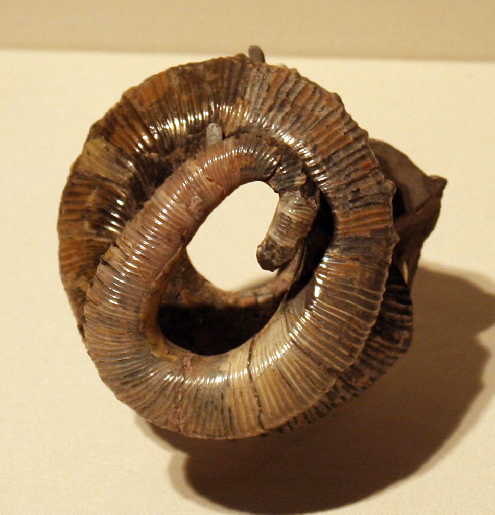 Louisville Fossils and Beyond Emperoceras Ammonite