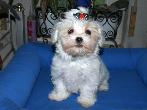 Malteser vom Hause Bogausch Welpenaufzucht