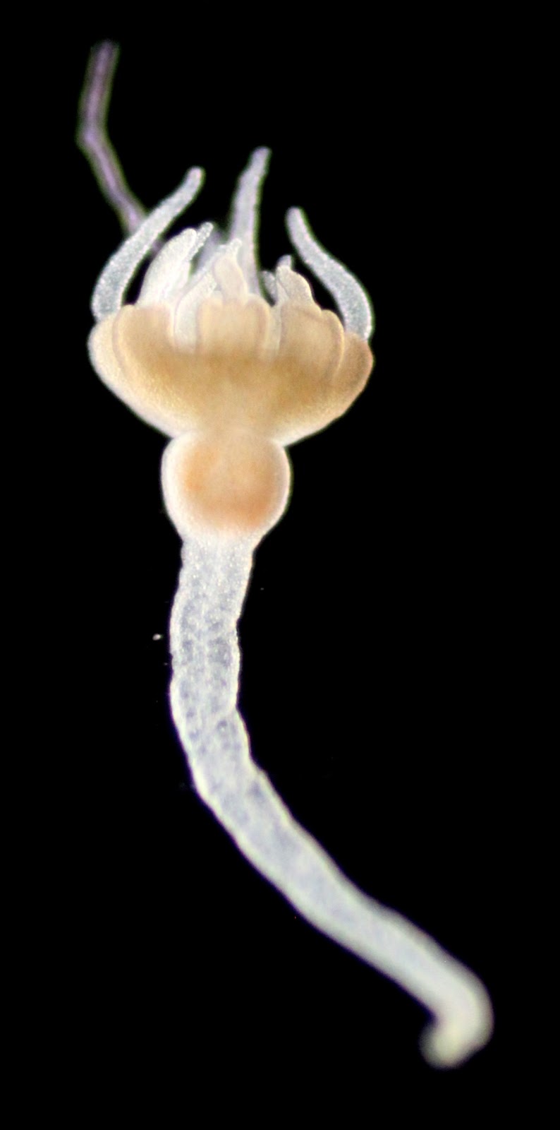 Developmental Biology in the Ocean 2013: Cephea cephea pt. 3