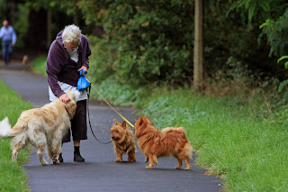 5 Non-Profit Sanctuaries For Unwanted Senior Dogs