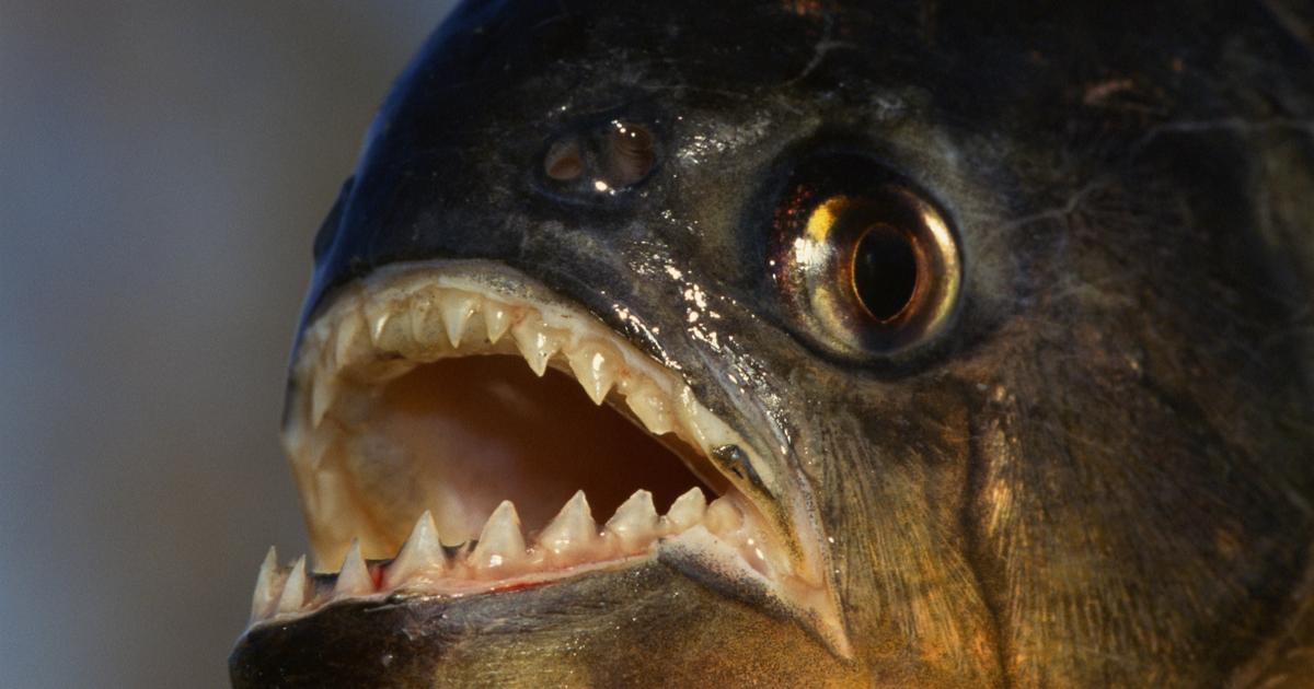 Top 10 Peces Insólitos