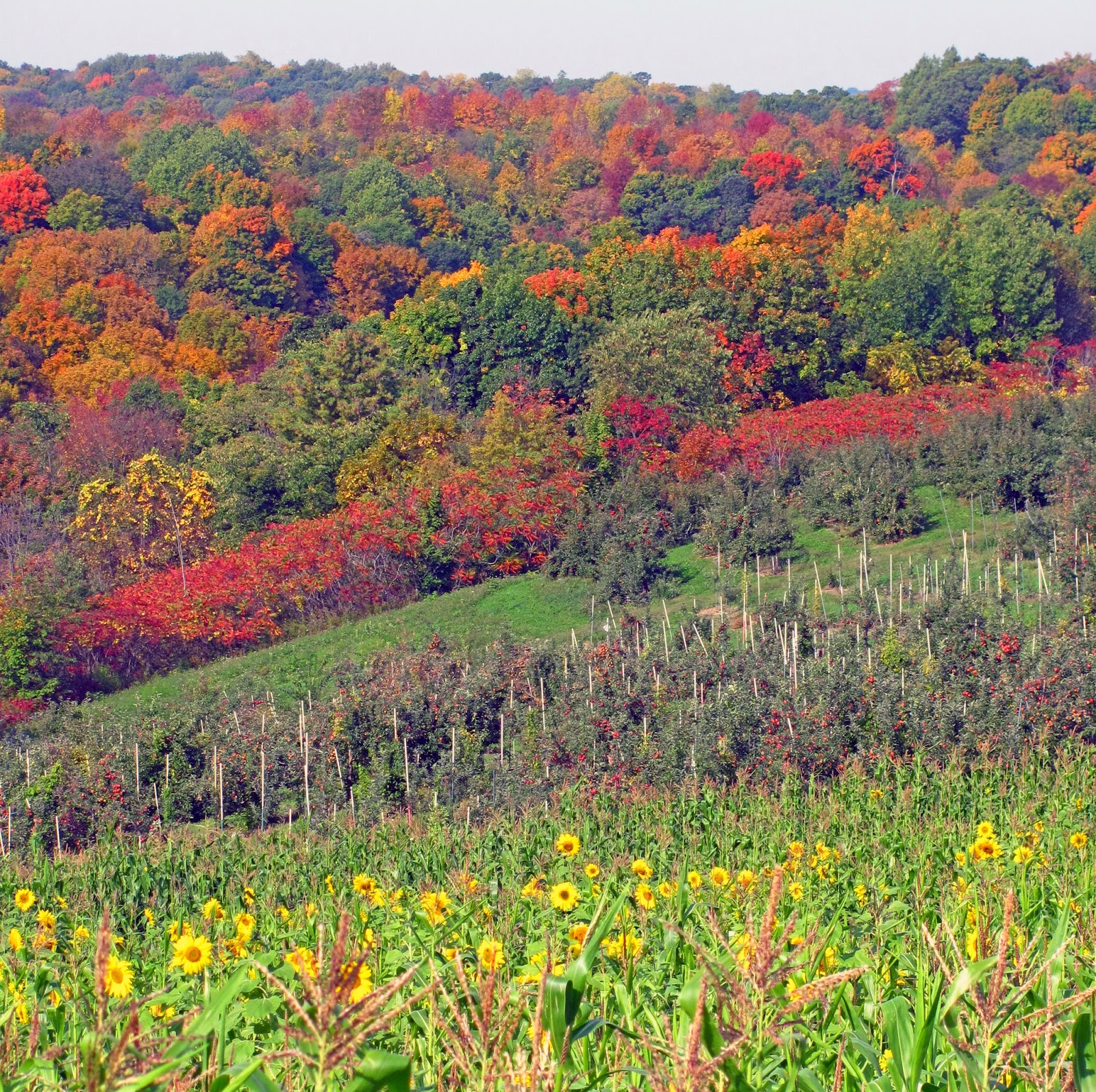 i choose joy today: Fall Traditions