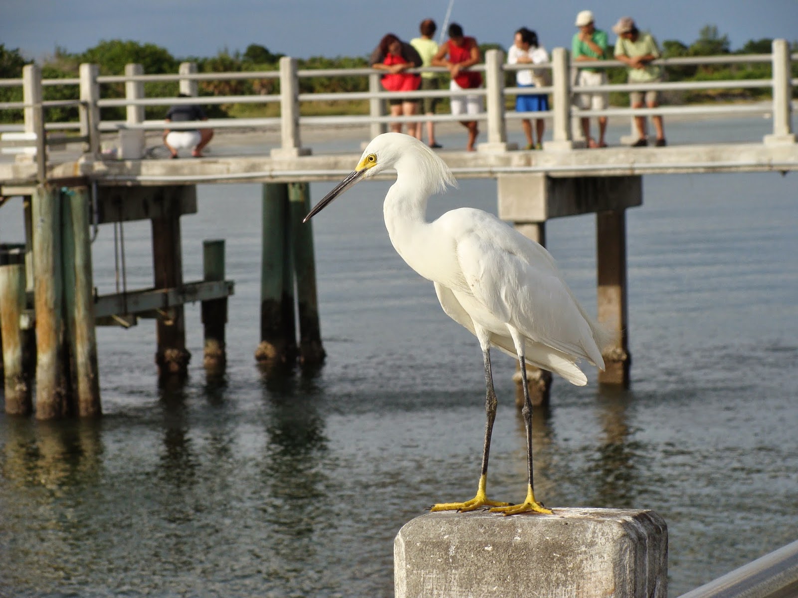 THE SIMMONS SAGA Camping near St Petersburg, Florida