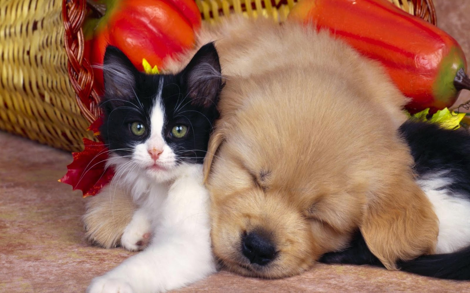 Baby Dog And Cat Goldenacresdogs Com
