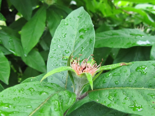 Frutticino Nespolo Comune o Germania