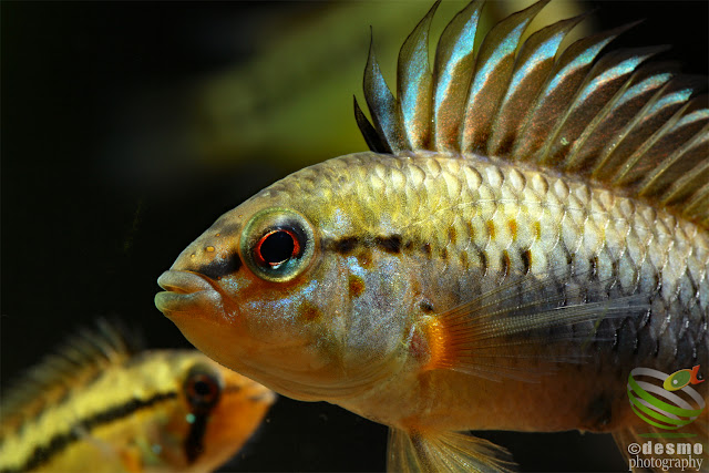 Apistogramma sp. manacacias / cf. hoignei