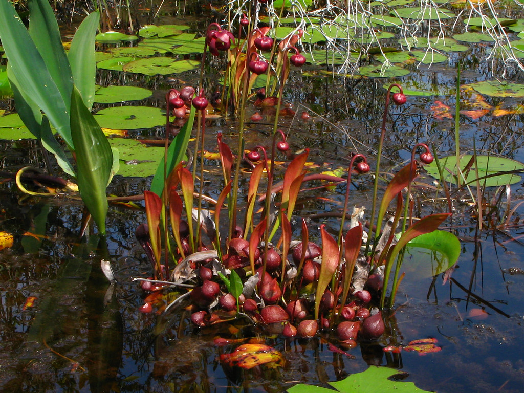 Растения обитающие на болоте. Sarracenia psittacina. Бриттен болотные цветы. Шейхцерия Болотная. Болотные Хищные растения.