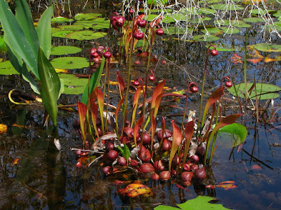 Parrot pitcher plant - Sarracenia psittacina grow and care