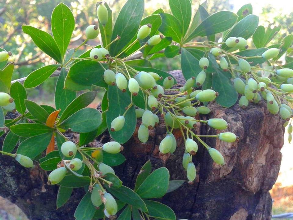 Pankaj Oudhia S Blog On Medicinal Plants Entomotherapy And Tk