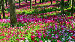 pink garden rose flower wallpapers flowers gardens background plants backyard gardening bing grow