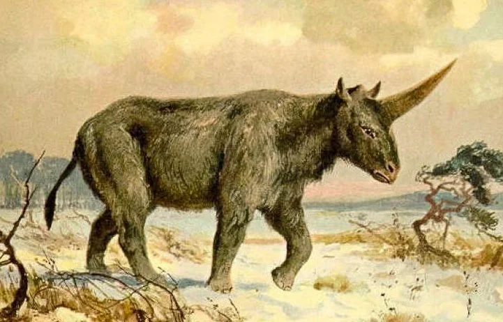 In Siberia, found an ancient unicorn