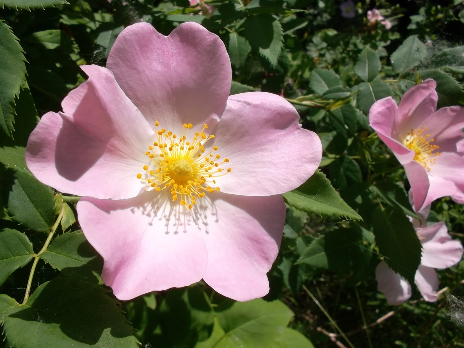 Розовые растения семейство. Свинцов цветок