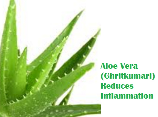 Aloe Vera (Ghritkumari) Reduces Inflammation