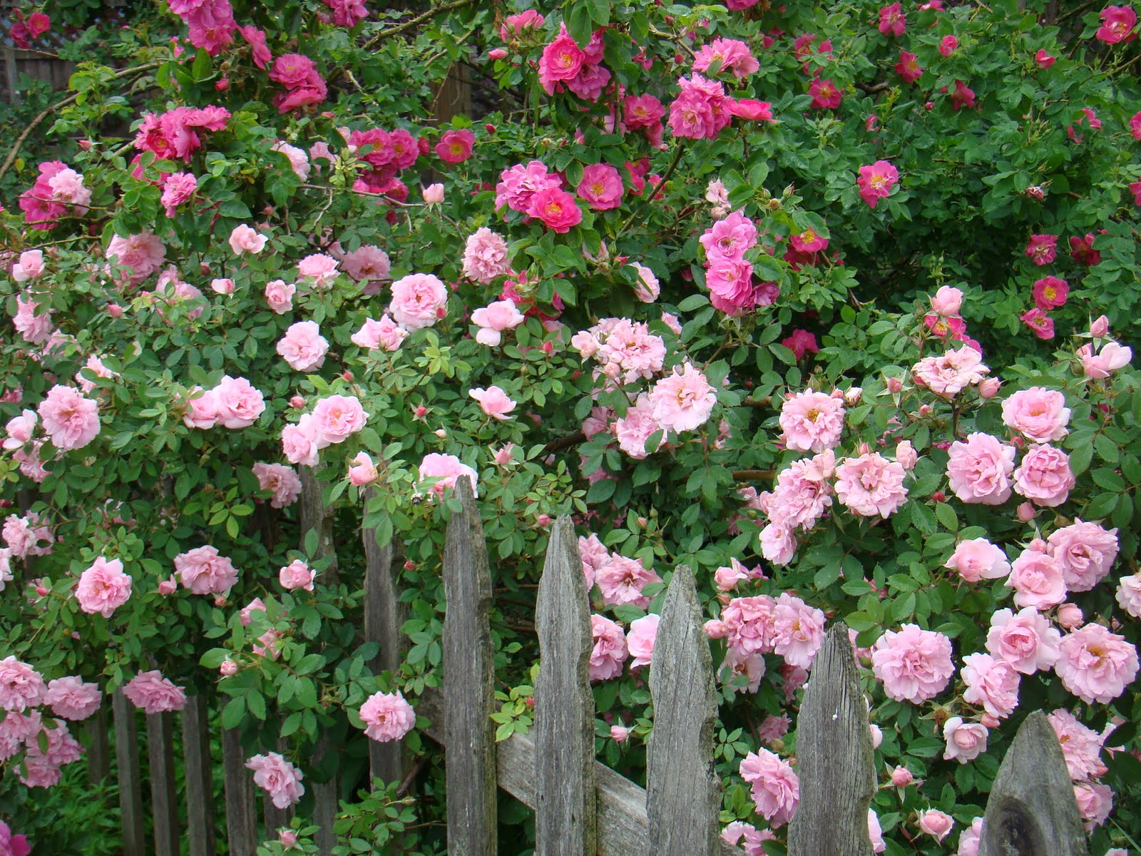 A Midwest Garden Roses in bloom on a gray day