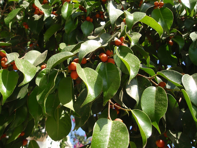 FICUS BENJAMINA: Ficus benjamina
