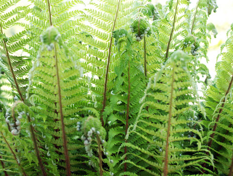 HELECHOS SILVESTRES: Helecha (Polystichum aculeatum o setiferum)
