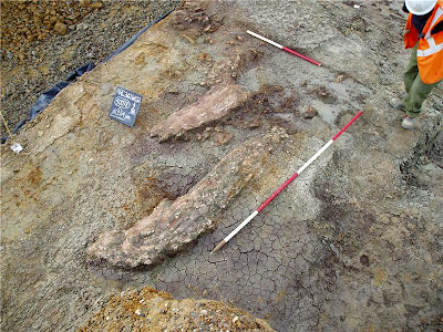 Giant prehistoric elephant slaughtered by early humans