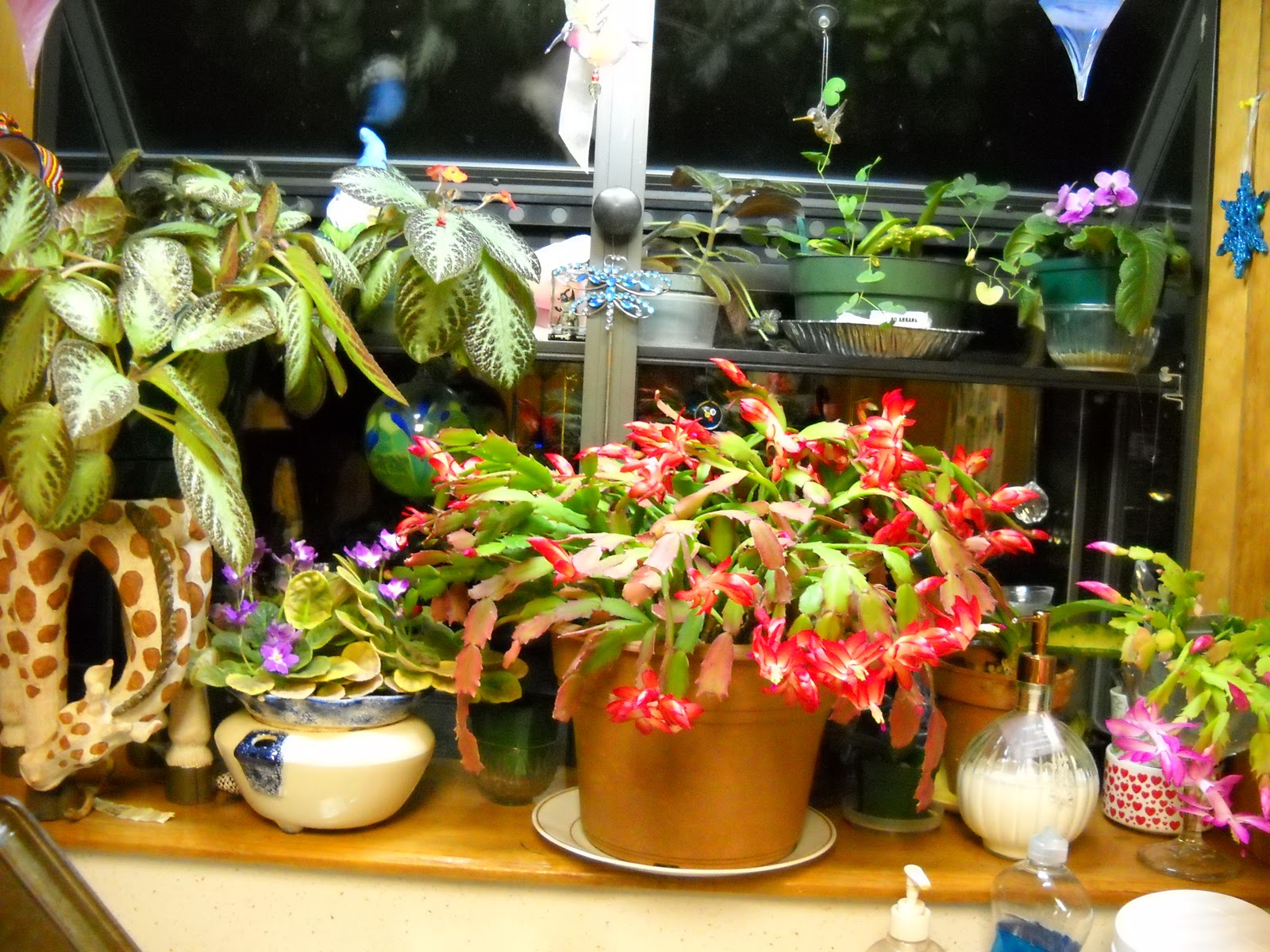 Gold Hill Plant Farm: Thanksgiving Cactus