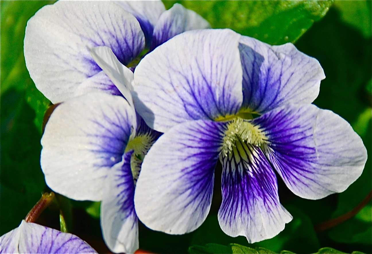 Bosque despierto: Violeta salvaje