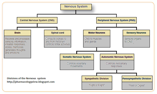 Pharmacology: Division Of Human Nervous System