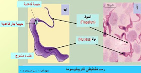 حقائق في دقائق