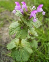 The Herb Hound: PURPLE DEADNETTLE/RED HENBIT