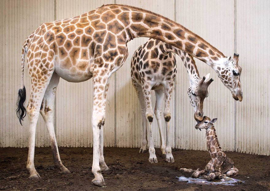 Сколько детенышей жирафа родилось за 2 года. Рождение жирафа. Роды жирафа. Жираф родился. Беременный Жираф.