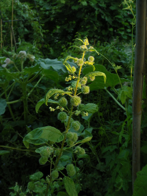 Urtica dodartii