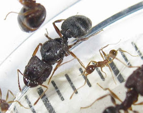 Gyne of Pheidole sp and a minor worker