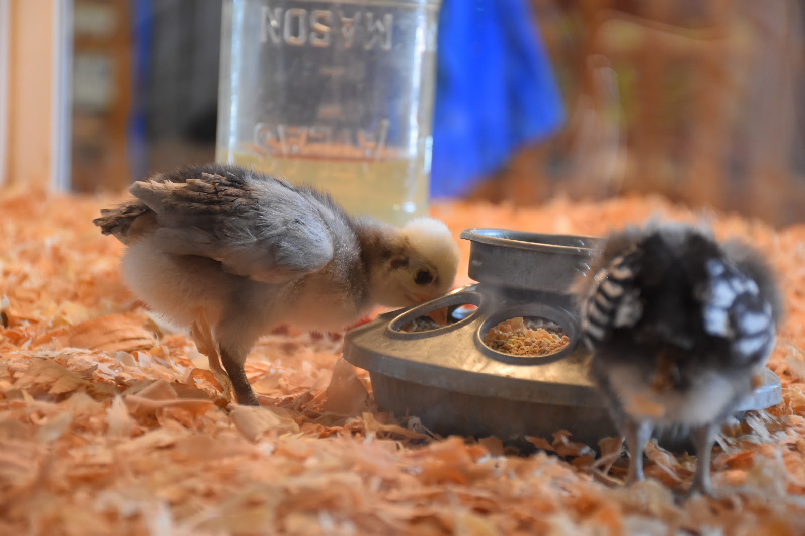 Wsda Agbriefs Contagious Poultry Disease In California Jumps From