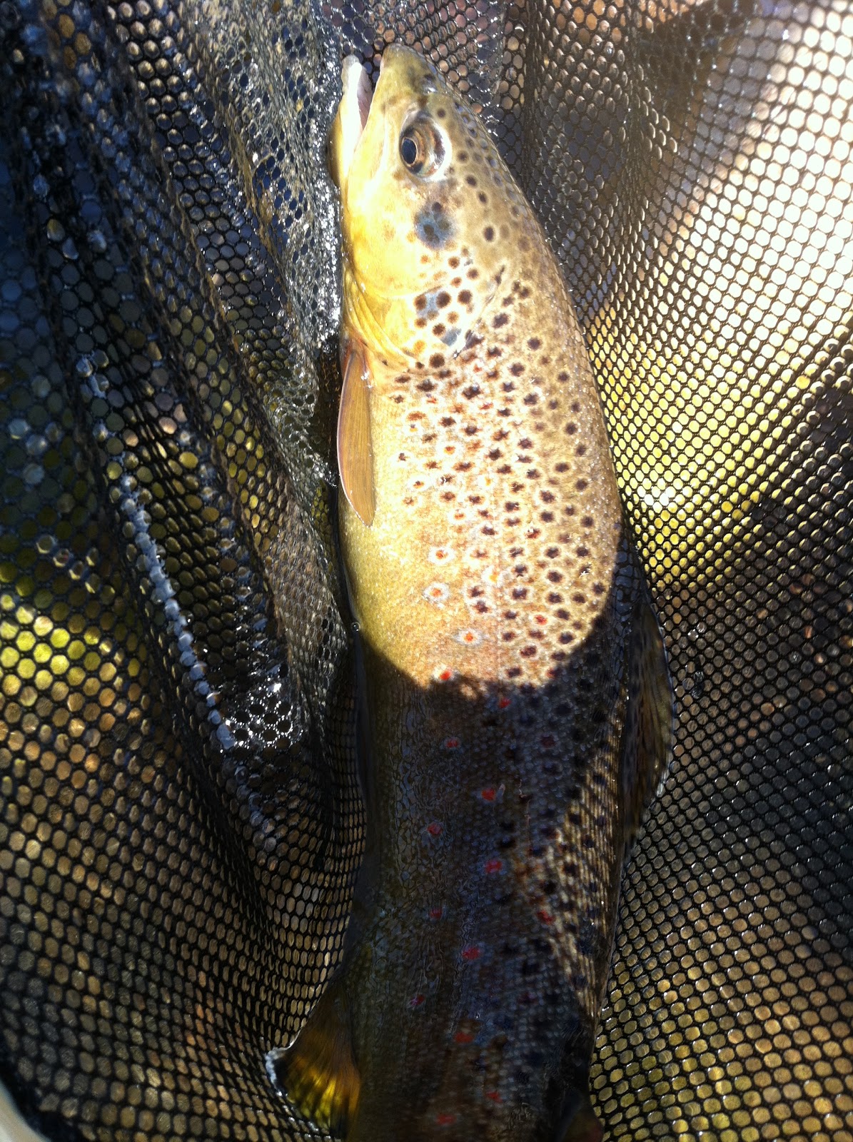 Provo River FlyGuy YearRound Fishing Blog Middle Provo