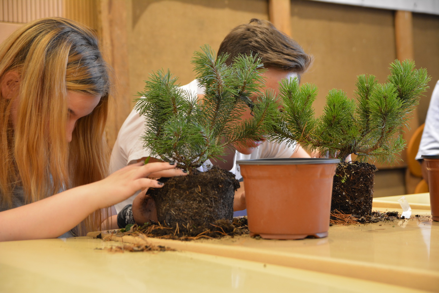 Bonsai Moravia Blog BONSAI IN OSTRAVA