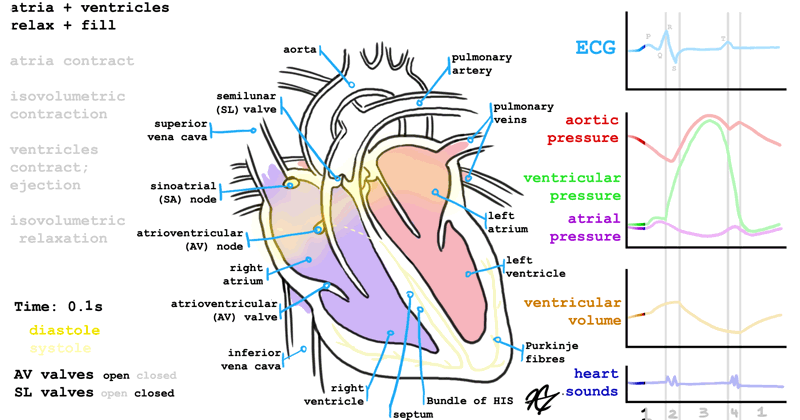 Interesting facts about Life Science: Excellent representation of how