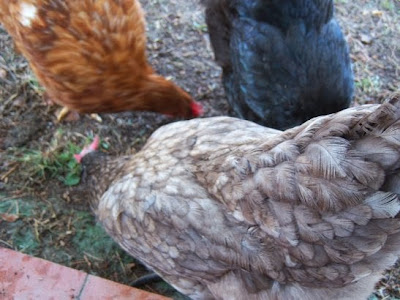 Plumaje gallinas en periodo de muda