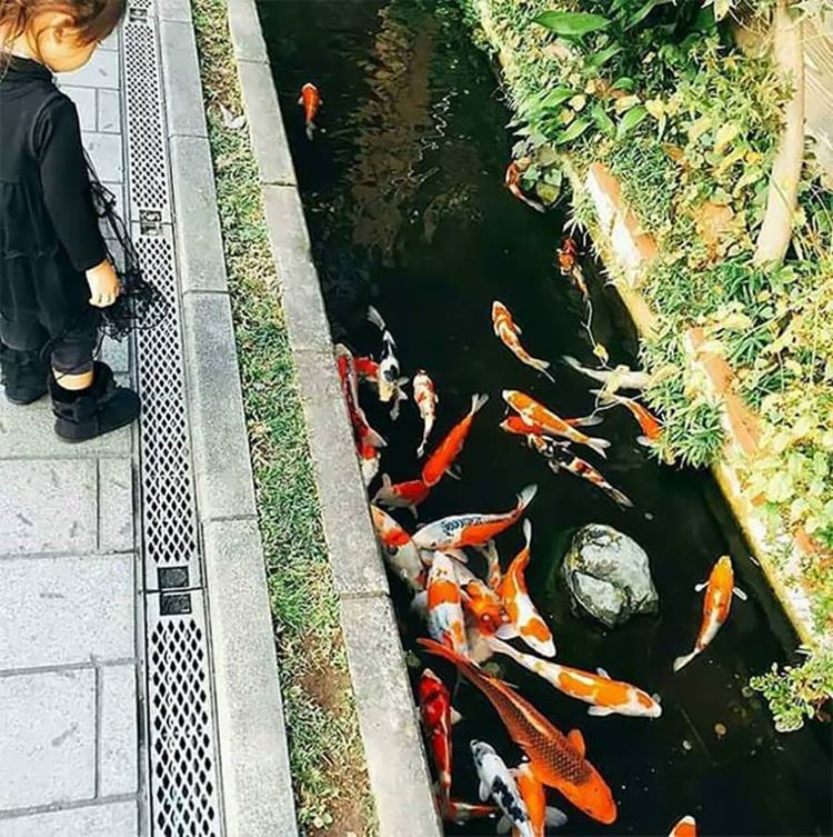 Ritebook Drainage Canal is the Home of Colorful Koi Fishes in Japan