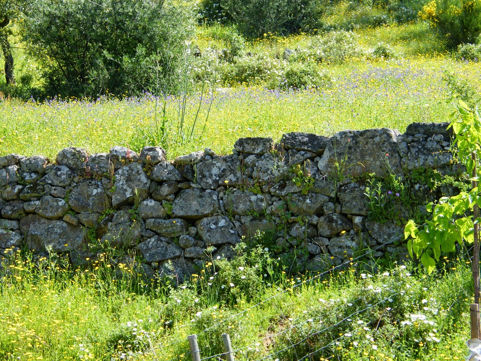 Muros de pedras