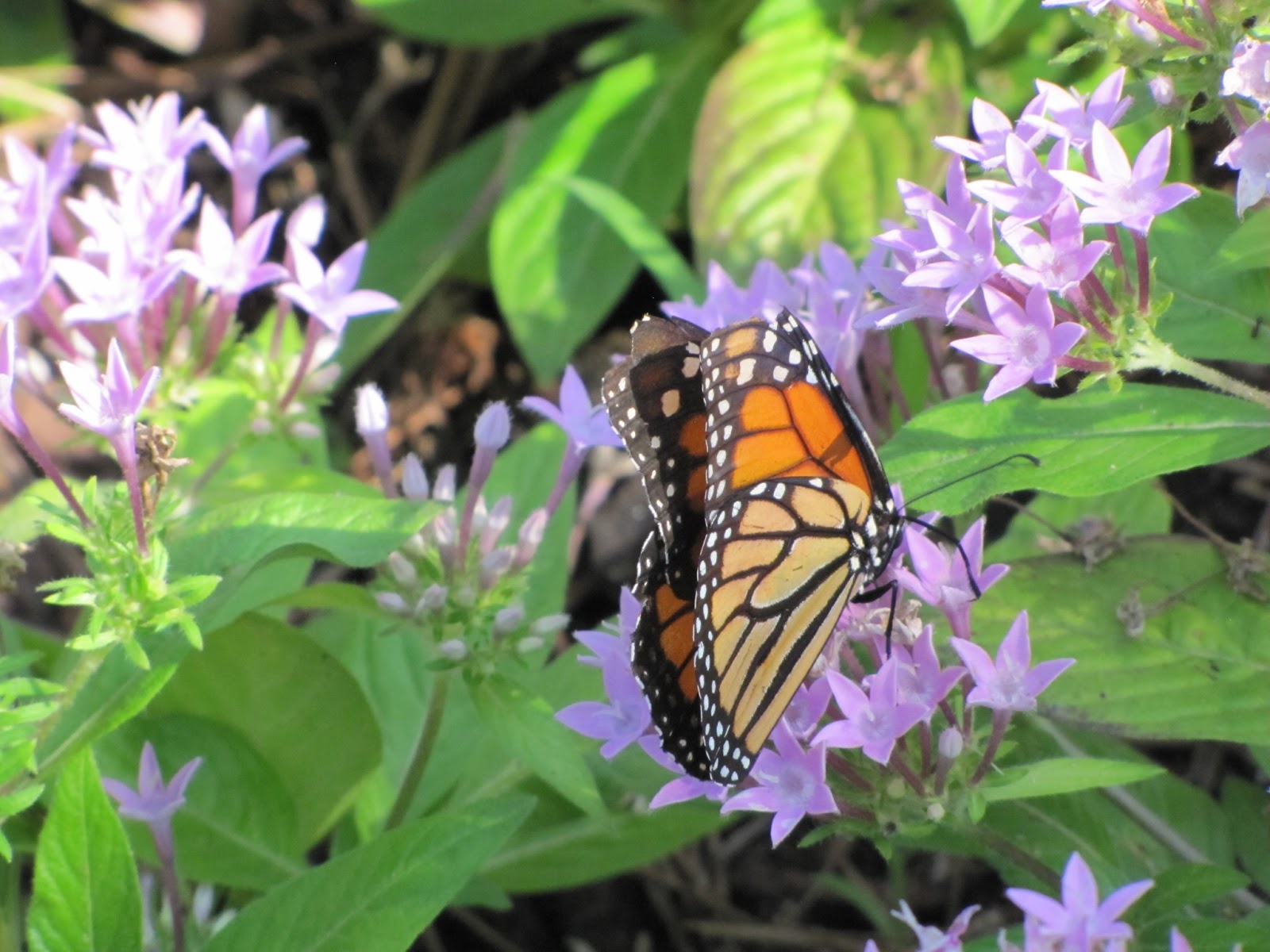 Butterfly House/Huntsville Botanical Garden