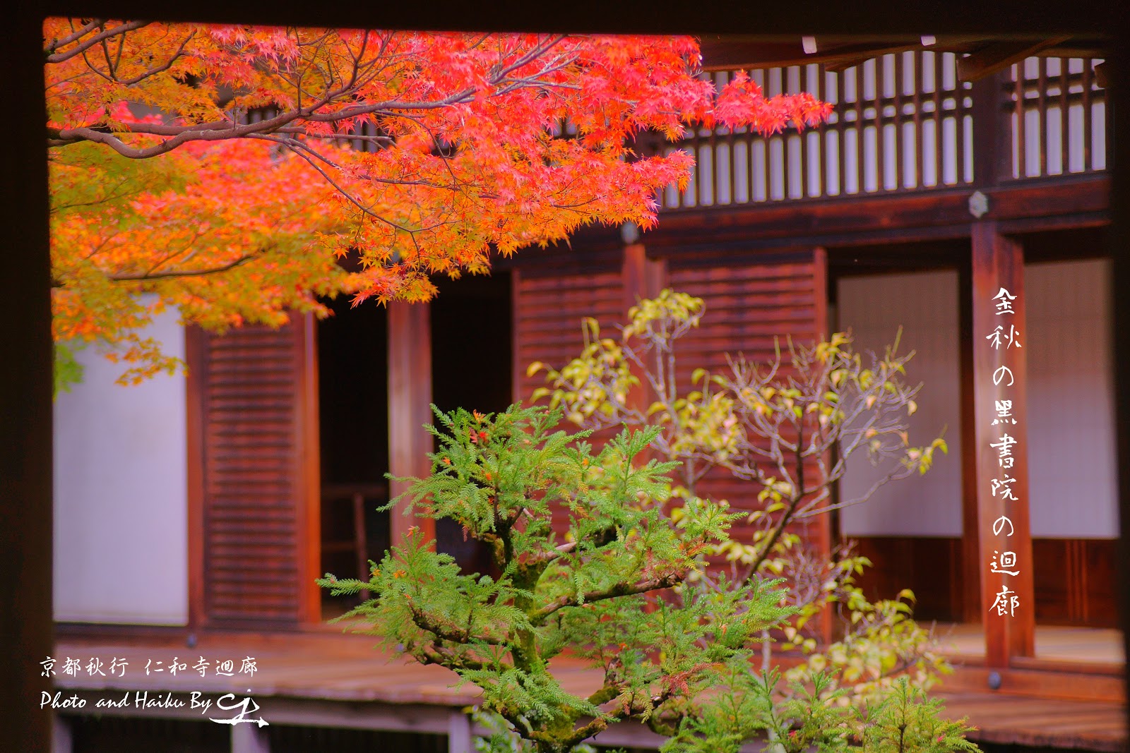 我之所攝 心之所見 滌癒人心 意味深遠 請跟隨我進入這攝影與詩歌交織成的視界 並帶回滿滿的感動 京都秋行錦秋の仁和寺ninnaji Buddhist Temple Maple In Early Autumn On November Kyoto Japan