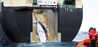 Japón vuelve a cazar ballenas